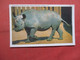 Rhinoceros  At Ringling Bros Winter Quarters Sarasota Fl     Ref  5405 - Neushoorn