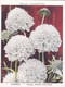 32 Scabius - Garden Flowers New Varieties 2nd 1938 - Original Wills Cigarette Card - L Size 6x8 Cm - Wills