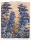 31 Salvia  - Garden Flowers New Varieties 2nd 1938 - Original Wills Cigarette Card - L Size 6x8 Cm - Wills