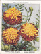 36 French Marigolds  - Garden Flowers New Varieties 2nd 1938 - Original Wills Cigarette Card - L Size 6x8 Cm - Wills