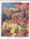 34 Statice  - Garden Flowers New Varieties 2nd 1938 - Original Wills Cigarette Card - L Size 6x8 Cm - Wills