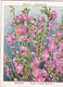 33 Sidalcea  - Garden Flowers New Varieties 2nd 1938 - Original Wills Cigarette Card - L Size 6x8 Cm - Wills