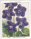 40 Violet  - Garden Flowers New Varieties 2nd 1938 - Original Wills Cigarette Card - L Size 6x8 Cm - Wills