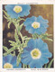 25 Blue Ensign - Garden Flowers New Varieties 2nd 1938 - Original Wills Cigarette Card - L Size 6x8 Cm - Wills