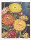 16 Helichrysum - Garden Flowers New Varieties 2nd 1938 - Original Wills Cigarette Card - L Size 6x8 Cm - Wills