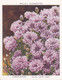 7 Cornflower - Garden Flowers New Varieties 2nd 1938 - Original Wills Cigarette Card - L Size 6x8 Cm - Wills