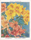 1 Alstroemeria - Garden Flowers New Varieties 2nd 1938 - Original Wills Cigarette Card - L Size 6x8 Cm - Wills