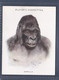 12 Gorilla - Wild Animals Heads - Original Players Cigarette Card - L Size 6x8cm - Phillips / BDV