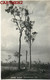 CARTE PHOTO : NORTHERN QUEENSLAND EUCALYPTUS GEANT YUNGABURRA J. LAURIE PHOTOGRAPHER KODAK TOWNSVILLE STUDIO AUSTRALIA - Non Classificati