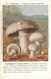Champignon De Couche - Potiron - Comestible - Mushrooms