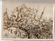 Photo De Presse Le 21 Mars 1931 BERLIN Cerisier En Fleurs, Printemps - Wide World Photos - New-York Times (A235) - Trees