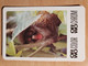 Pocket Calendar Taschenkalender DDR East Germany Filmfabrik Wolfen ORWO 1988 Affe Monkey - Lineal Links Ruler Left Side - Grand Format : 1981-90