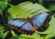 A15261  -BLUE BUTTERFLY  POSTCRAD UNUNSED - Papillons