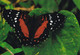 A15264 -  BUTTERFLY  POSTCRAD UNUNSED - Papillons