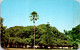 (1 F 16) USA - (posted 1950's ?) Hawaii - Maui Island Banyan Tree - Maui