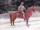 A15344 - BOY SCOUT CAVALRY RE ENACTOR   POSTCARD UNUSED - Scoutisme