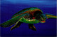 (1 F 18) Tortoise - Tortue D Mer - AVANT Card - Tartarughe