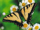 A15467 - TIGER SWALLOWTAIL  BUTTERFLY  POSTCARD UNUSED - Papillons