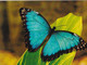 A15470 - BLUE  BUTTERFLY  POSTCARD UNUSED - Papillons