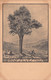 03467 "PIANTA PINUS SILVESTRIS - N.R. 1923 - 2701 - PINO SI SCOZIA"  PAESAGGIO. CART NON SPED - Alberi