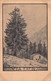 03469 "PIANTA PICEA EXCELSA - N.R. 1923 - 3001 - ABETE ROSSO"  PAESAGGIO. CART NON SPED - Trees