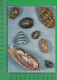 CPM  SEYCHELLES : Cones And Cowries - Seychelles