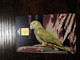 BONAIRE Naf 5,00 20units  YELLOW SHOULDERED PARROT      **6840** - Antillen (Nederlands)