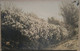 USA Real Photography - Road With A Flower Bush (1912) - American Roadside