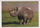 AK 030316 RHINOZEROS / NASHORN - Rhinoceros
