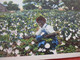 Black Americana  Cotton Picker.       Ref 5434 - Black Americana