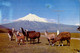 ECUADOR , T.P. CIRCULADA , EL COTOPAXI , LLAMAS , GANADO - Equateur