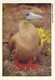 ECUADOR , T.P. CIRCULADA , AVES , BIRDS , PIQUERO PATAS ROJAS - Ecuador