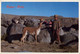 PERÚ , T.P. CIRCULADA , PUNO - NIÑO PASTOR Y VICUÑA EN LOS ANDES - Perù