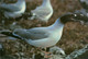 ECUADOR , T.P. CIRCULADA , ISLAS GALÁPAGOS , GAVIOTA , AVES , BIRDS - Equateur