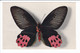 Lot 4 Cp De Papillon Rares éditées Par "le Comité National De L'enfance" - N°1.2.3.4. (collection Boubée) - Insects