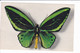 Lot 4 Cp De Papillon Rares éditées Par "le Comité National De L'enfance" - N°1.2.3.4. (collection Boubée) - Insekten