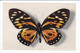 Lot 4 Cp De Papillon Rares éditées Par "le Comité National De L'enfance" - N°1.2.3.4. (collection Boubée) - Insekten