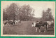 Dordives (45) Le Pont De César Et La Prairie 2scans Vaches - Dordives