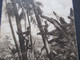 AK 1904 GB / Kolonie Palmenkletterer Toddy Drawers Stempel Teignmouth Nach Falmouth Cornwall Gesendet - Asia
