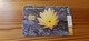 Phonecard Uruguay - Flower - Uruguay