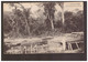 Cote D'Ivoire Parc D'Acajou Dans La Brousse Ca 1910 - Côte-d'Ivoire