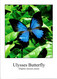 (3 F 20) Australia - QLD - Ulyssess Butterfly (with Sport Stamp) - Papillons