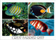 (3 F 20) Australia - Bird Stamp - QLD - Great Barrrier Reef Fish - Great Barrier Reef
