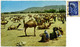 AFGHANISTAN  GHAZNEE  GHAZNI  Stockyard  Camel  Nice Stamp - Afghanistan