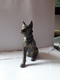 CHIEN LOUP - BERGER ALLEMAND - Andere & Zonder Classificatie