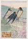 Carte Maximum  Oiseau Bird Ifni 1958 Hirondelle - 1 Con Cassé - Ifni