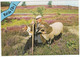 Rolde -  (Drenthe, Nederland / Holland) - Nr. L 33 - Herder Met Hond En Ram - Heide - ('Rolde' In Blauw Banner) - Rolde