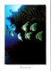 (3 F 32) Maldives Islands (posted To Australia 2002) Fish / Poissons - Maldives