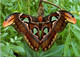(3 F 32) UK (posted To Australia) - Giant Atlas Moth - Butterfly - Papillons