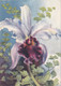 Carlo Chiostri - Bella Cartolina Fiore Orchidea - Chiostri, Carlo
